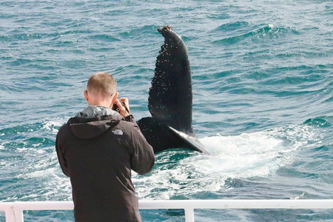 Dunsborough Whale Watching Eco Tour - Broome Tourism 9
