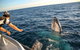Dunsborough Whale Watching Eco Tour - thumb 5