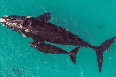 Dunsborough Whale Watching Eco Tour - Broome Tourism 7