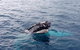 Dunsborough Whale Watching Eco Tour - thumb 6