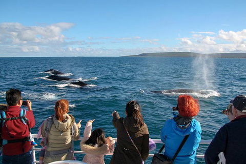 Dunsborough Whale Watching Eco Tour - Broome Tourism 4