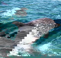 Half-Day Mandurah Canals  Dolphin Watch Tour - Broome Tourism
