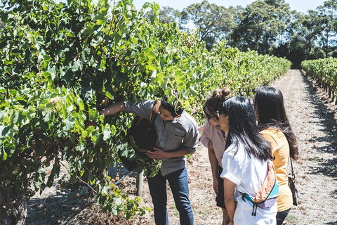 Voyager Estate: Private Winery Tasting Tour In Margaret River With Lunch - Broome Tourism 2