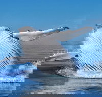 Whale Watching Dunsborough - Broome Tourism