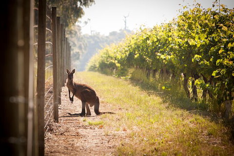 Cape Mentelle Behind The Scenes Tour With Food & Wine Pairing - Broome Tourism 4