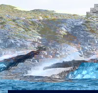 Jet Boat Whale Watching Safari from Dunsborough - Broome Tourism