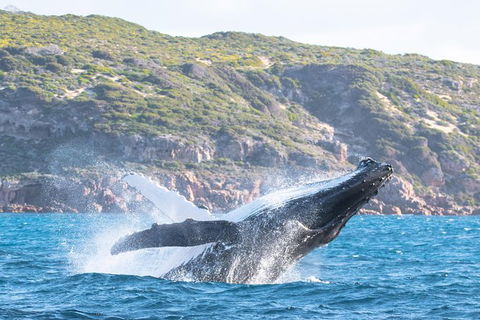 Jet Boat Whale Watching Safari From Dunsborough - Broome Tourism 0