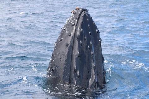 Jet Boat Whale Watching Safari From Dunsborough - Broome Tourism 1