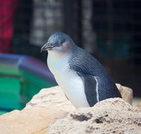 Full-Day Penguin Island  Mandurah Canal Cruise - Broome Tourism