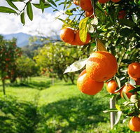 Full-Day Swan Valley Wildlife Park Winery  Fruit Orchard - Broome Tourism