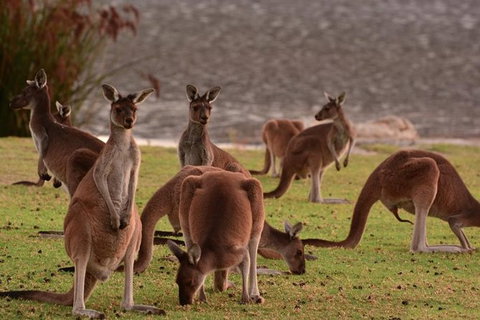 Half-Day Swan Valley & Wildlife Park Tour - Broome Tourism 1
