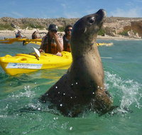 Penguin and Seal Island Kayak Tour - Broome Tourism