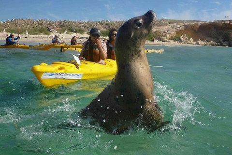 Penguin And Seal Island Kayak Tour - Broome Tourism 0