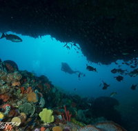 Rottnest Island scuba diving from Fremantle - Broome Tourism