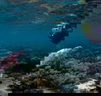 3 Night Ningaloo Reef Snorkel and Dive Getaway from Coral Bay - Broome Tourism