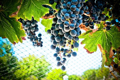 Margaret River Wine Adventure - The Tour For People Who Don\'t Do Tours! - Broome Tourism 19