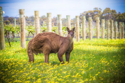 Margaret River Wine Adventure - The Tour For People Who Don\'t Do Tours! - Broome Tourism 23