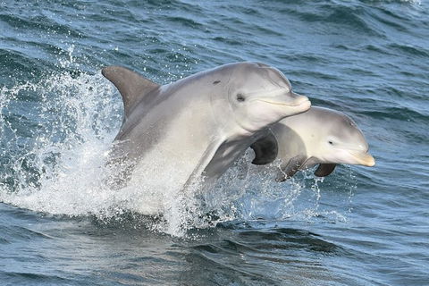 Mandurah Dolphin And Scenic Marine Cruise - Broome Tourism 12