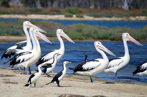 Mandurah Dolphin And Scenic Marine Cruise - Broome Tourism 7