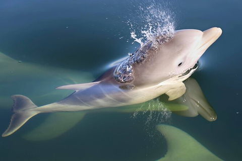 Mandurah Dolphin And Scenic Marine Cruise - Broome Tourism 4