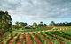 Vasse Felix Winery Tour And Tasting - thumb 2