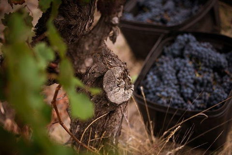 Vasse Felix Winery Tour And Tasting - Broome Tourism 4