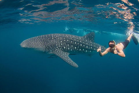 Ningaloo Reef Whale Shark Snorkeling Adventure Apr-July - Broome Tourism 0