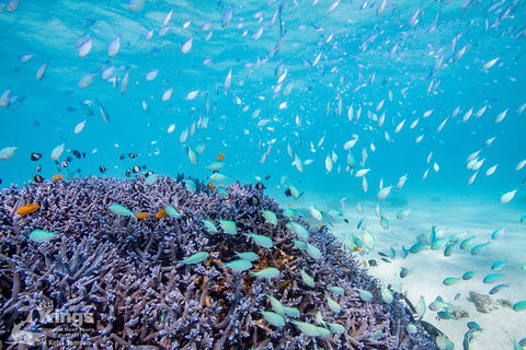 Ningaloo Reef Whale Shark Snorkeling Adventure Apr-July - Broome Tourism 6