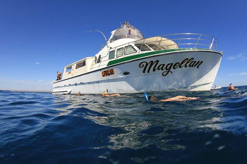 Ningaloo Reef Whale Shark Snorkeling Adventure Apr-July - Broome Tourism 13