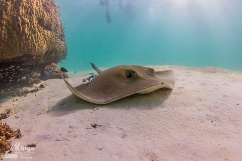 Ningaloo Reef Whale Shark Snorkeling Adventure Apr-July - Broome Tourism 12