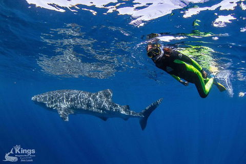 Ningaloo Reef Whale Shark Snorkeling Adventure Apr-July - Broome Tourism 10