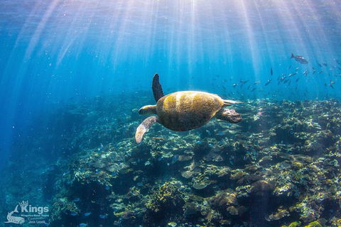 Ningaloo Reef Whale Shark Snorkeling Adventure Apr-July - Broome Tourism 3