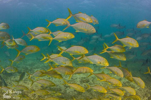 Ningaloo Reef Whale Shark Snorkeling Adventure Apr-July - Broome Tourism 5