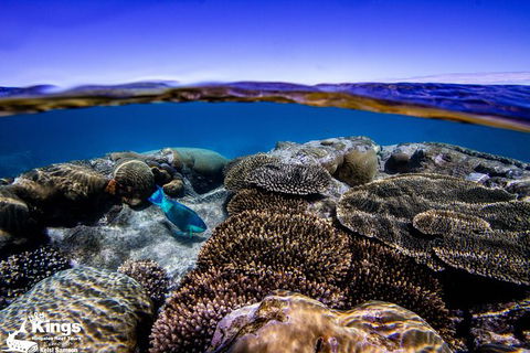 Ningaloo Reef Whale Shark Snorkeling Adventure Apr-July - Broome Tourism 8