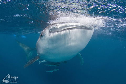 Ningaloo Reef Whale Shark Snorkeling Adventure Apr-July - Broome Tourism 9