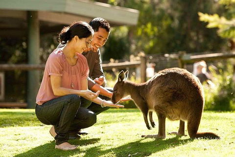 Very Best Of Perth Tour - Wildlife Park & City Highlights Tour - Broome Tourism 0