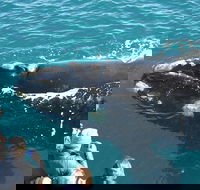 Augusta Whale Watching Eco Tour - Broome Tourism