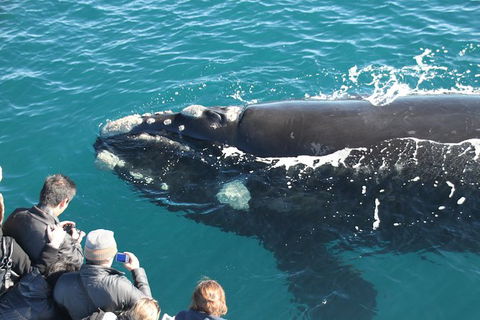 Augusta Whale Watching Eco Tour - Broome Tourism 2