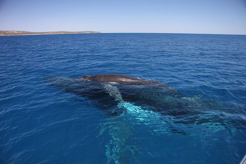 Augusta Whale Watching Eco Tour - Broome Tourism 6