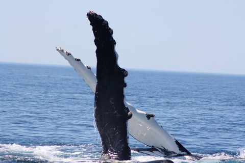 Augusta Whale Watching Eco Tour - Broome Tourism 4