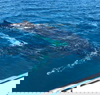 Busselton Whale Watching - Broome Tourism