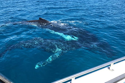 Busselton Whale Watching - Broome Tourism 0