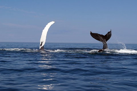 Busselton Whale Watching - Broome Tourism 1