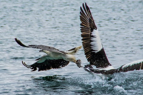 Albany Wildlife And Scenic Cruise - Broome Tourism 4