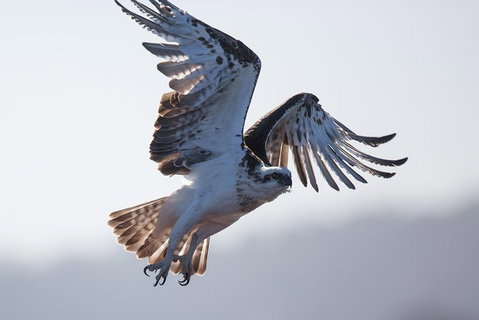 Albany Wildlife And Scenic Cruise - Broome Tourism 6