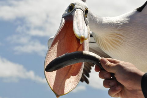 Kalgan Queen Scenic Cruises A Four Hour Sheltered Water Wildlife Tour Daily Fun. - Broome Tourism 5