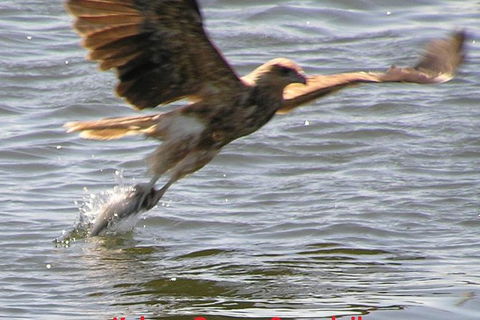 Kalgan Queen Scenic Cruises A Four Hour Sheltered Water Wildlife Tour Daily Fun. - Broome Tourism 6