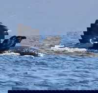 3 Hour Winter Whale Safari May - Oct around King George Sound - Broome Tourism