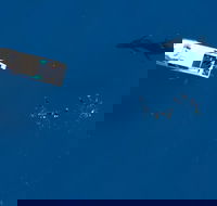 Humpback Whale Swim Ningaloo Reef - Broome Tourism