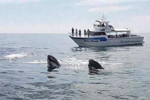 Busselton Whale Watching Eco Tour - Broome Tourism 0